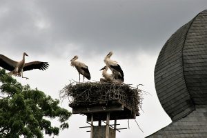 Störchennester auf dem Storchenlehrpfad in Uehlfeld