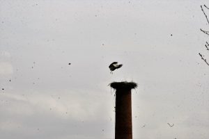 Storch fliegt sein Nest auf einem Schornstein an