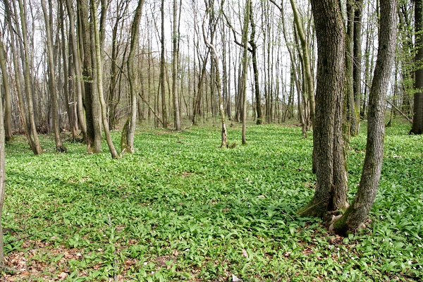 Foto Bärlauchfeld im Wald