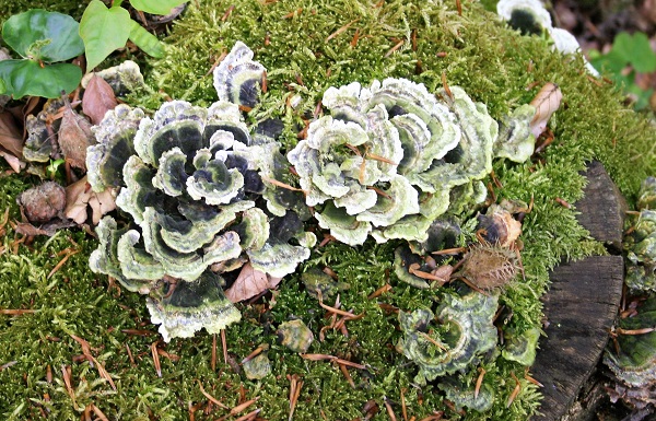 Foto Pilz auf morschen Baumstamm
