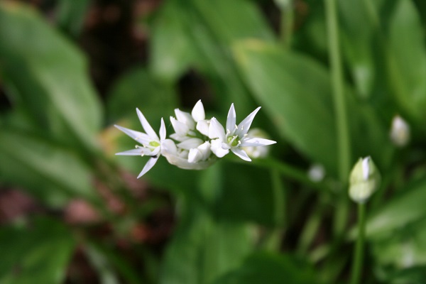 Foto Bärlauchblüte