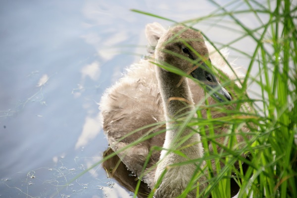 Schwan versteckt sich hinter Gras