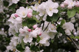 Foto Kirschblüte in der Fränkischen Schweiz
