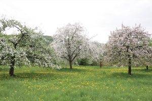 Foto Kirschblüte in der Fränkischen Schweiz