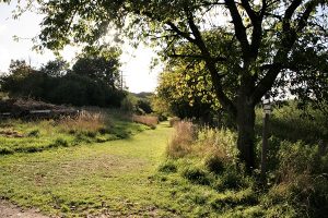 Foto Wanderweg auf dem Fünf-Seidla-Steig